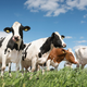 Image for article titled Ireland's METHLAB will protect us from cows breaking bad, er, wind
